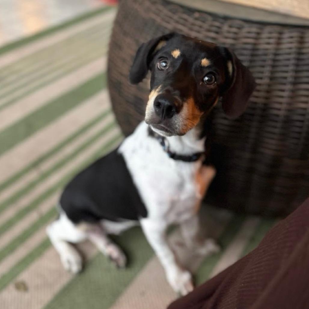 Rolo, a Adoptable Mixed Breed in Williston, FL image 1/6