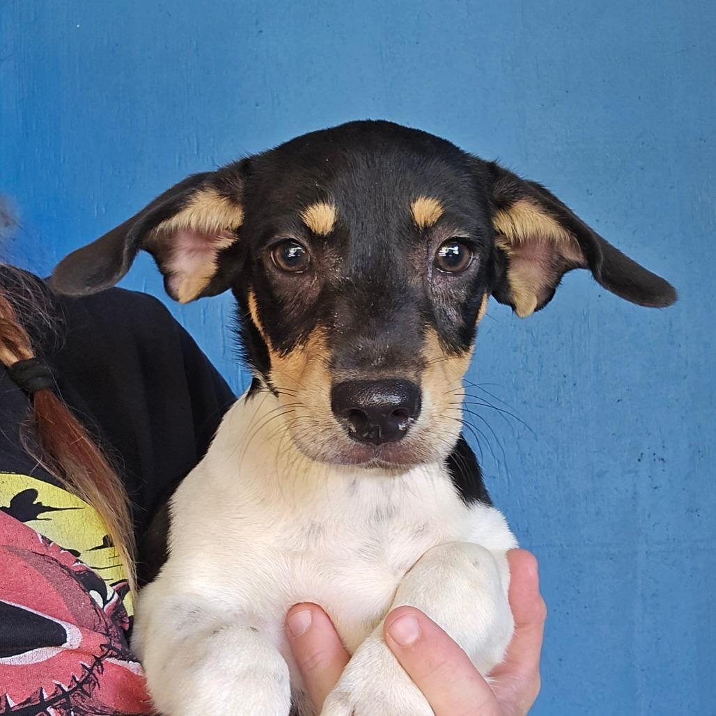 Rolo, a Adoptable Mixed Breed in Williston, FL image 2/6