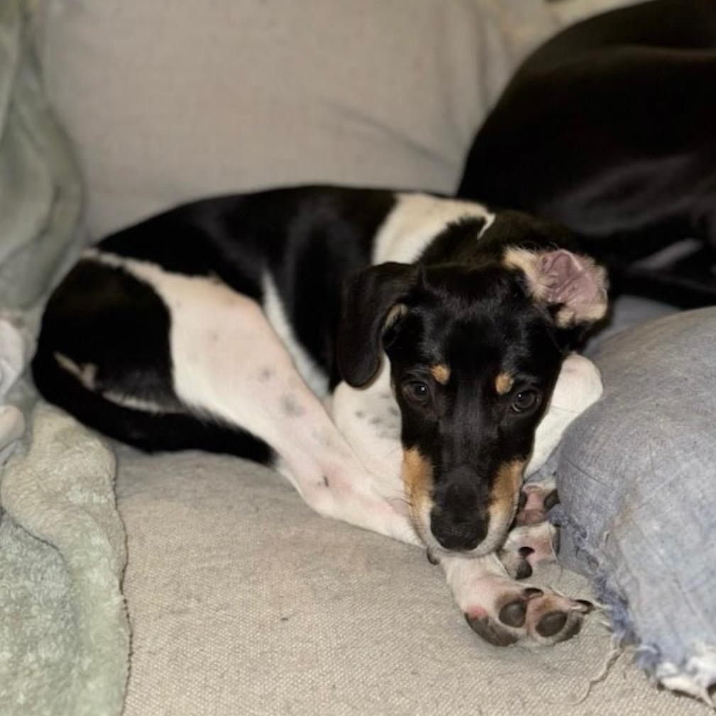 Enlarge Rolo, a Adoptable Mixed Breed in Williston, FL image 3/6