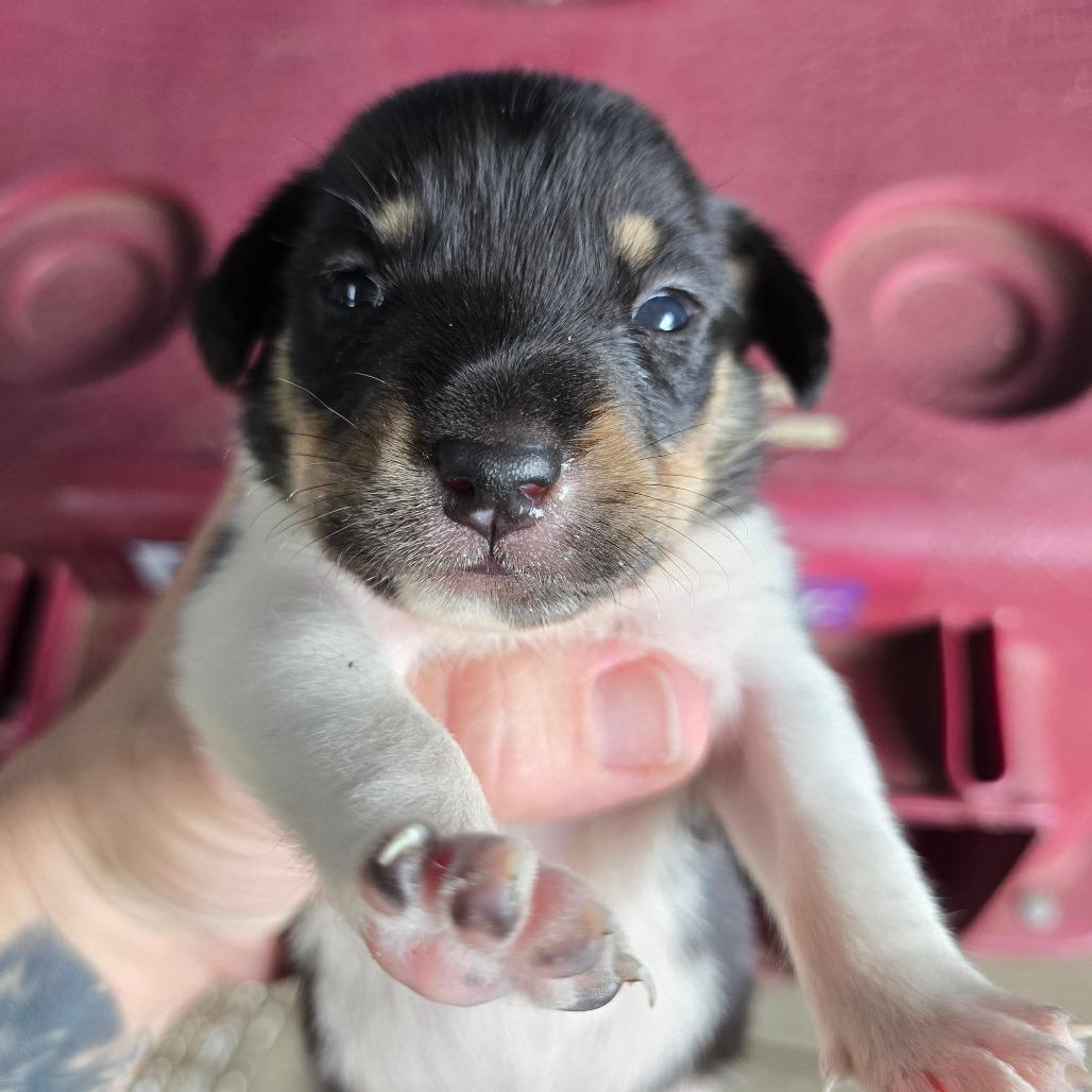 Rolo, a Adoptable Mixed Breed in Williston, FL image 4/6