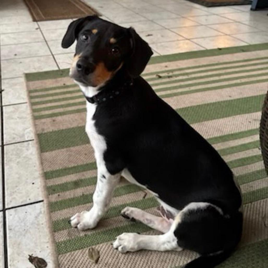 Rolo, a Adoptable Mixed Breed in Williston, FL image 5/6