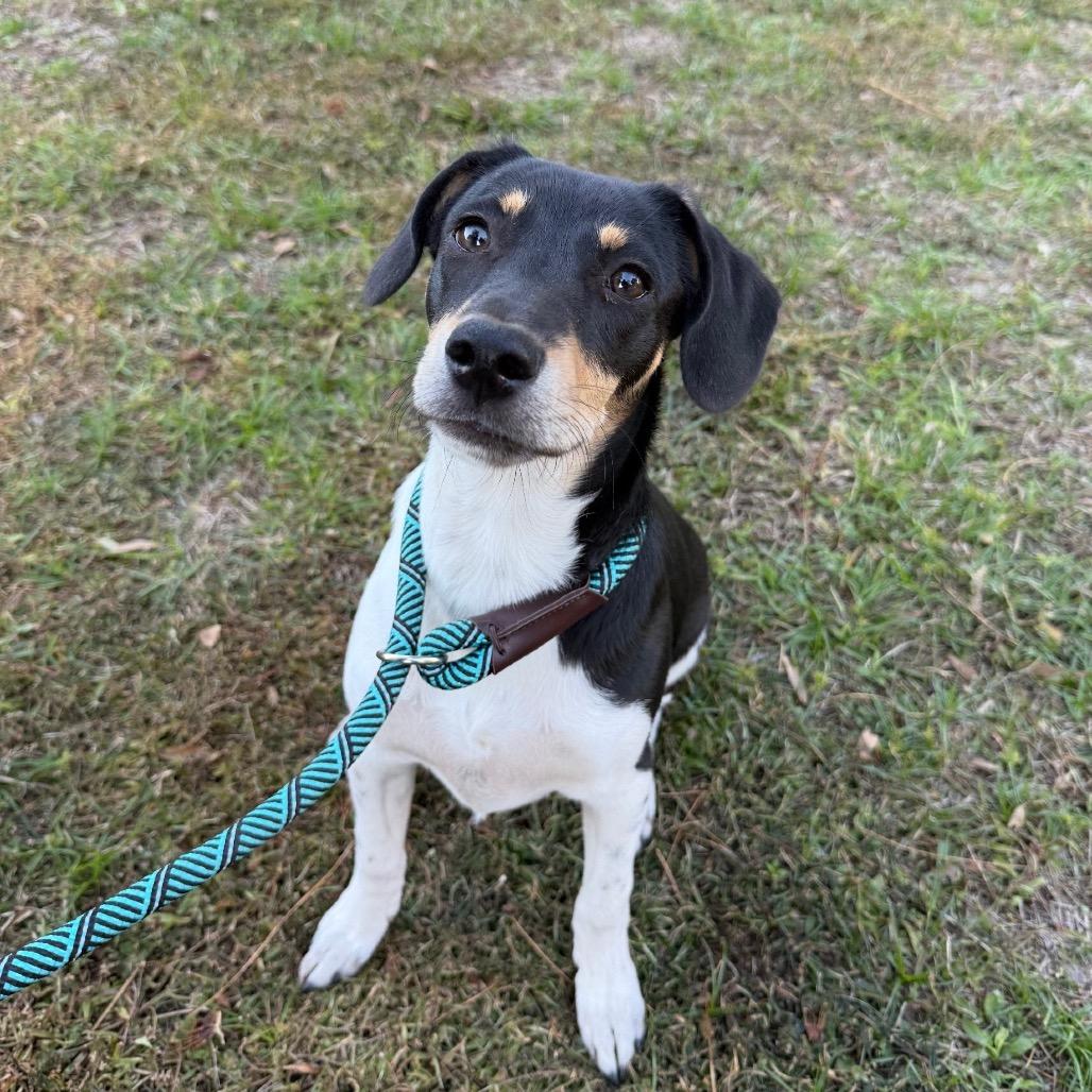 Rolo, a Adoptable Mixed Breed in Williston, FL image 6/6