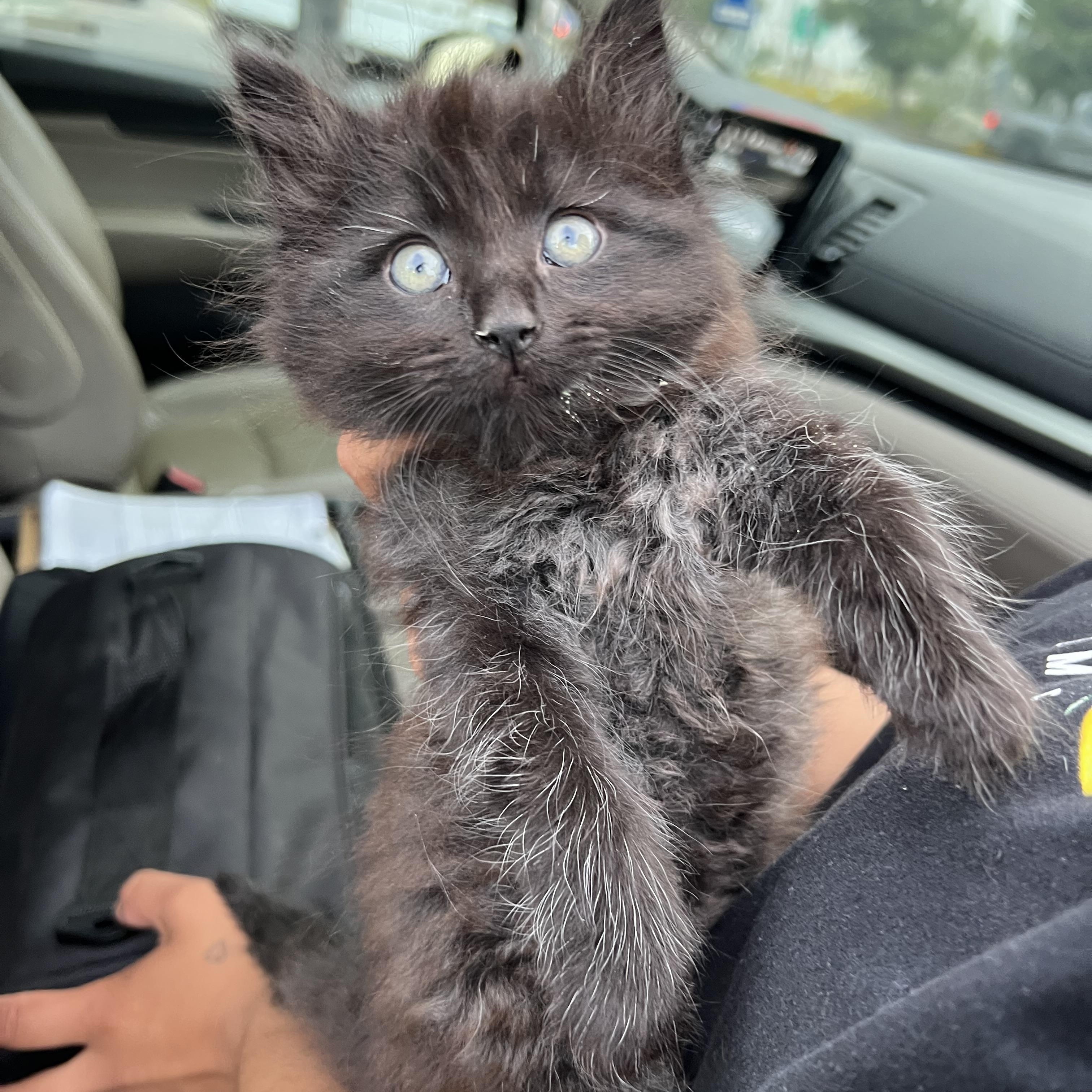 Laura’s 1, Adoptable, Kitten Female Domestic Medium Hair.