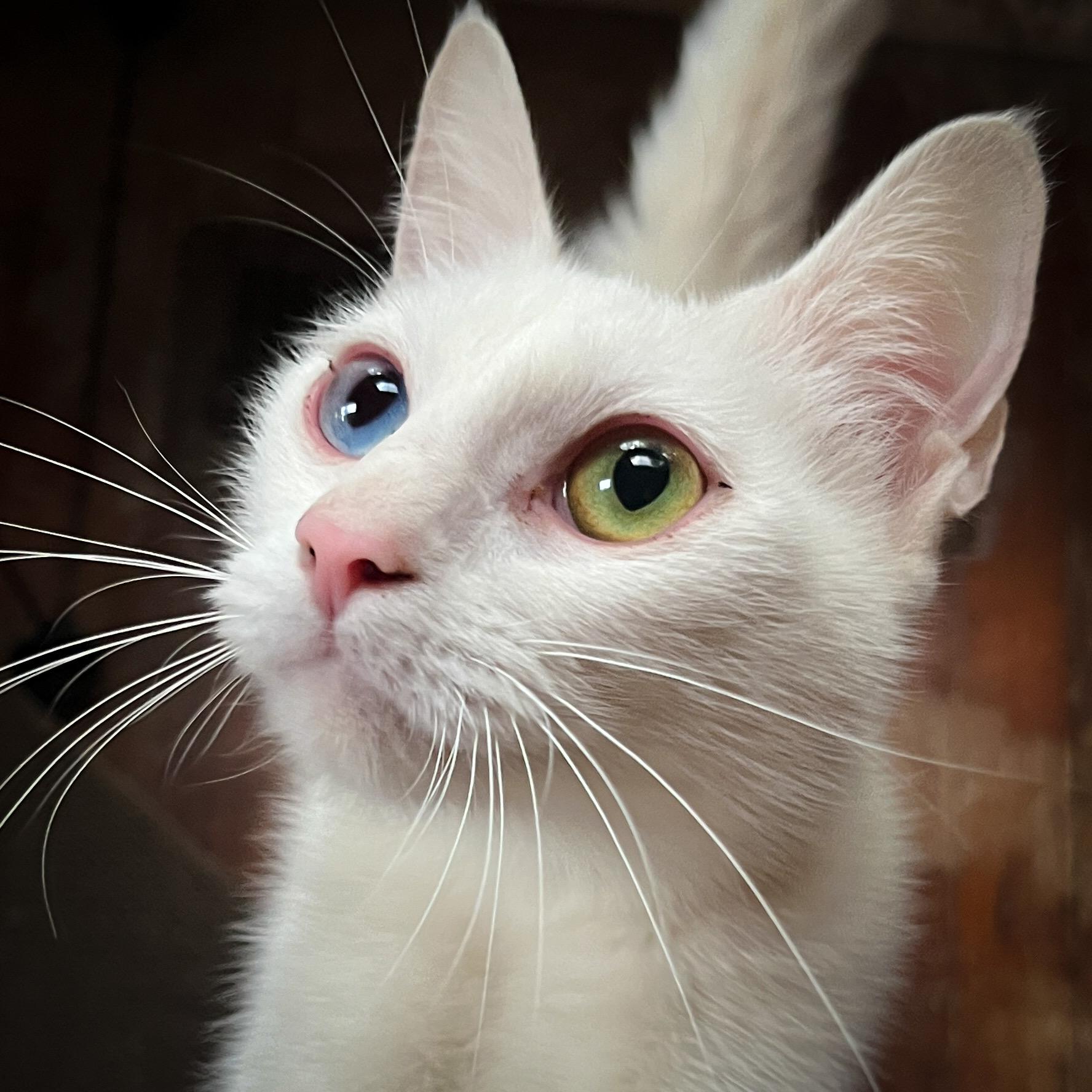 Zuri, Adopted, Adult Female Domestic Short Hair.