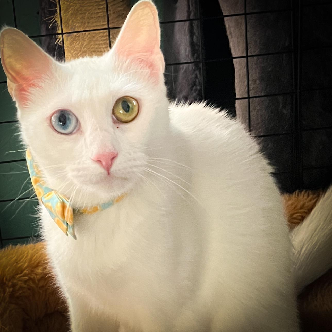 Zuri, a Adopted Domestic Short Hair in Sherman, TX image 2/5