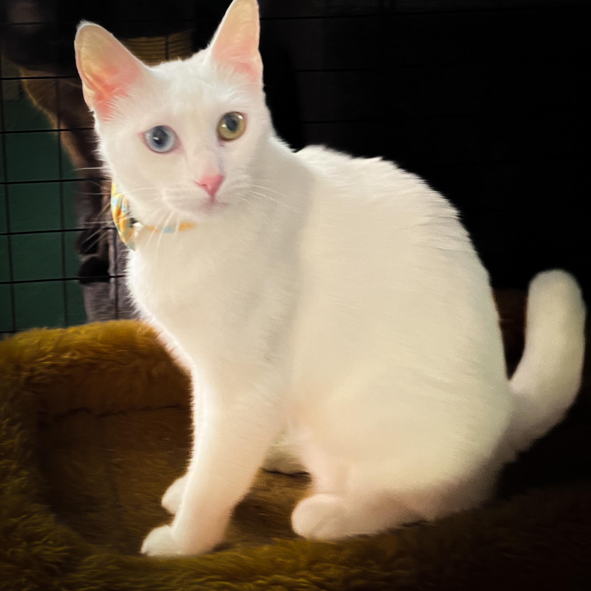 Zuri, a Adopted Domestic Short Hair in Sherman, TX image 5/5