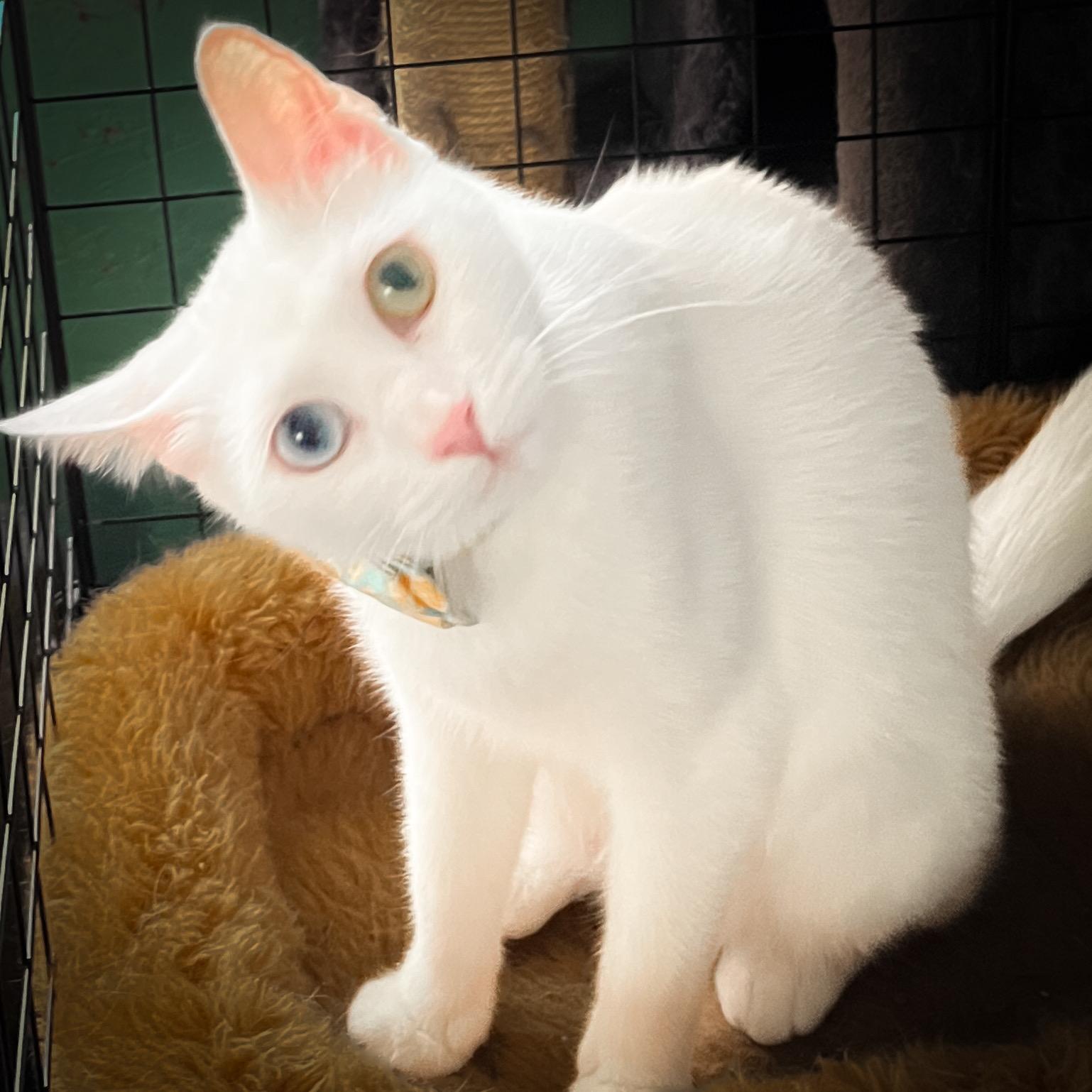 Zuri, a Adopted Domestic Short Hair in Sherman, TX image 3/5