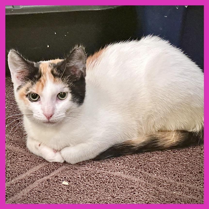 Enlarge Tinkerbell, a Adoptable Domestic Short Hair in Leechburg, PA image 4/4