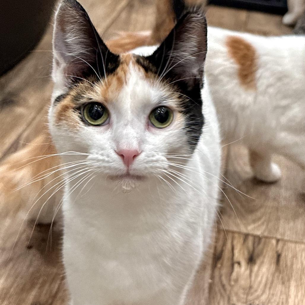 Tinkerbell, Adoptable, Young Female Domestic Short Hair.