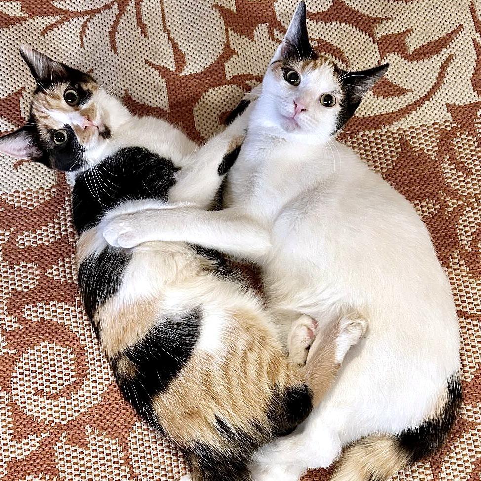 Enlarge Tinkerbell, a Adoptable Domestic Short Hair in Leechburg, PA image 2/4