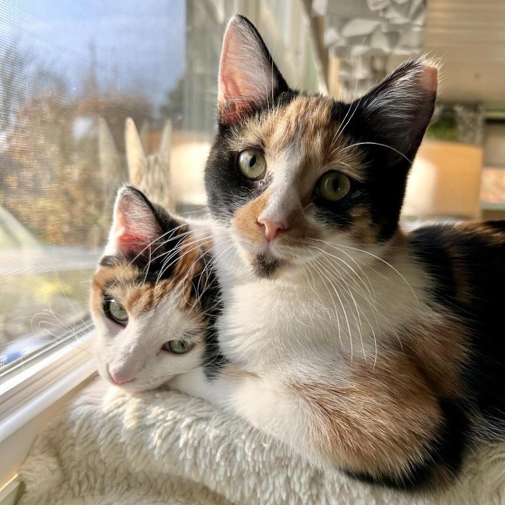 Enlarge Tinkerbell, a Adoptable Domestic Short Hair in Leechburg, PA image 3/4