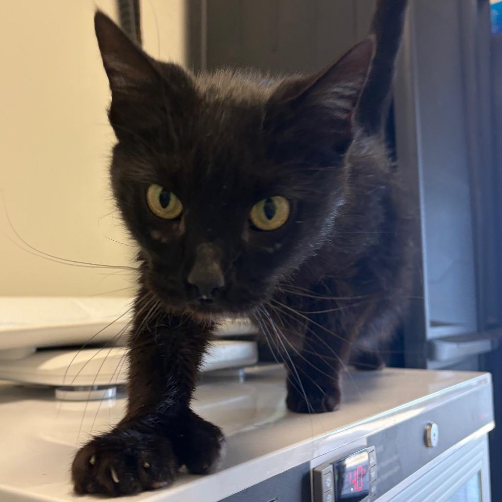 Chewie, Adoptable, Adult Male Domestic Short Hair.