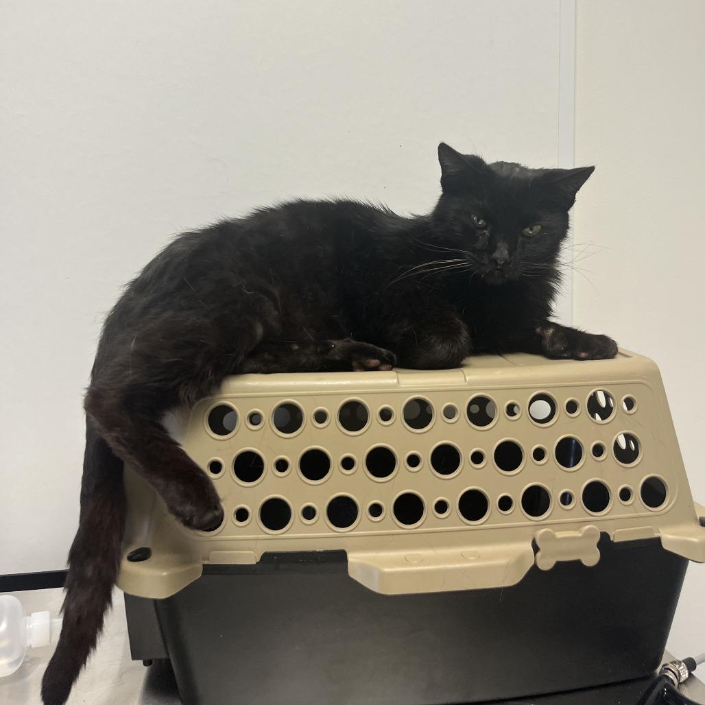 Enlarge Chewie, a Adoptable Domestic Short Hair in Nashville, TN image 3/5
