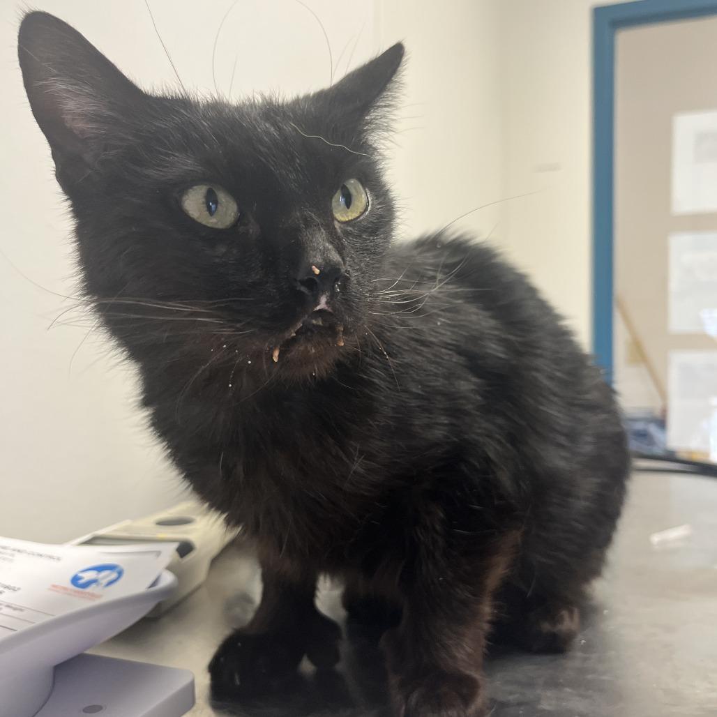 Enlarge Chewie, a Adoptable Domestic Short Hair in Nashville, TN image 5/5