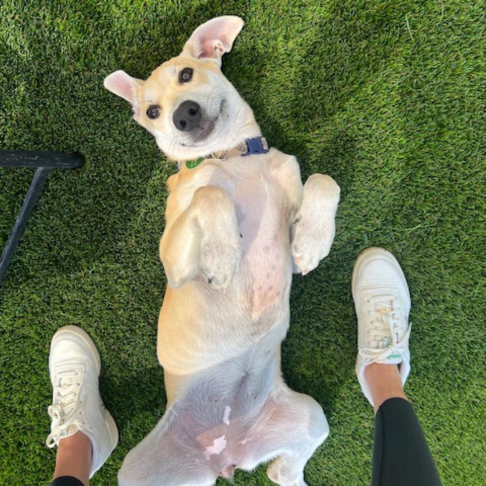 Enlarge Mae, a Adoptable mixed breed in Agoura Hills, CA image 1/6