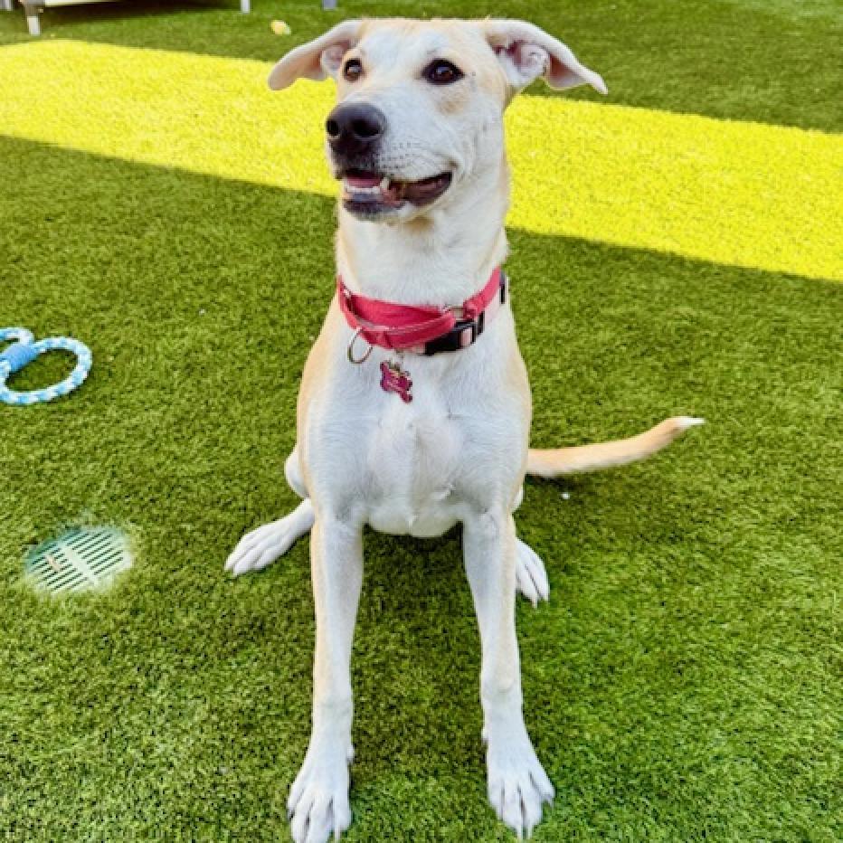 Enlarge Mae, a Adoptable mixed breed in Agoura Hills, CA image 2/6