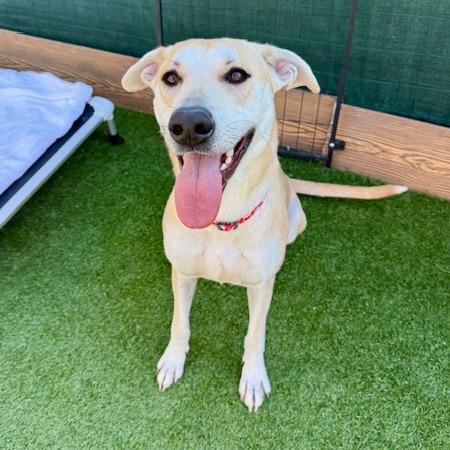 Enlarge Mae, a Adoptable mixed breed in Agoura Hills, CA image 3/6