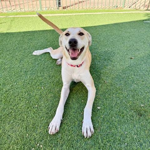 Enlarge Mae, a Adoptable mixed breed in Agoura Hills, CA image 4/6