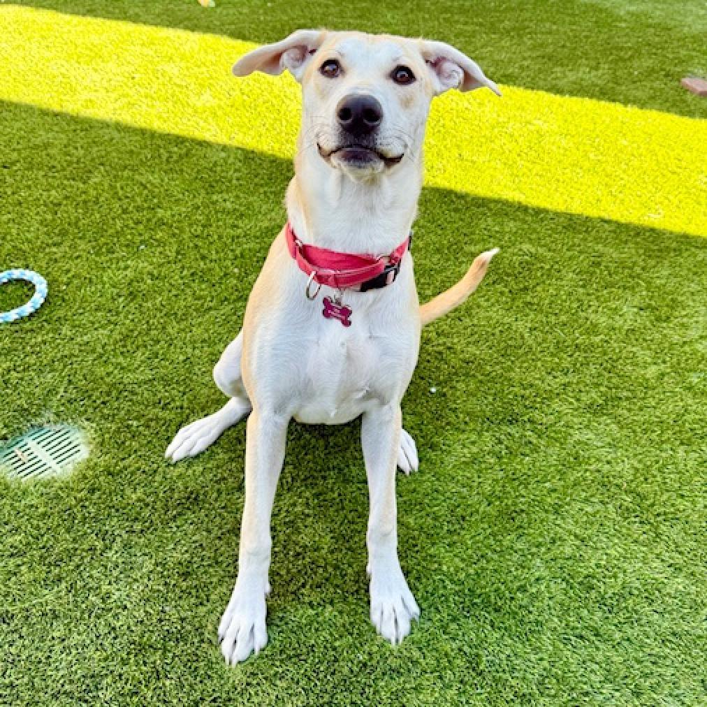 Enlarge Mae, a Adoptable mixed breed in Agoura Hills, CA image 5/6