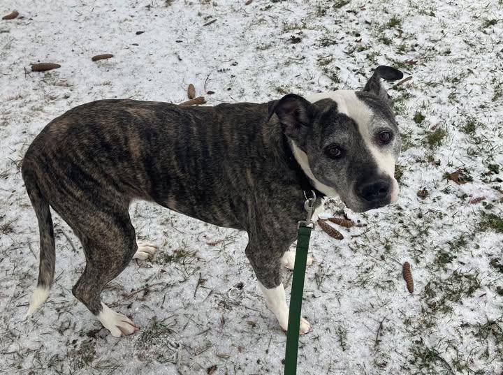 Enlarge Gracie, a ADOPTABLE mixed breed in Euclid, OH image 4/4