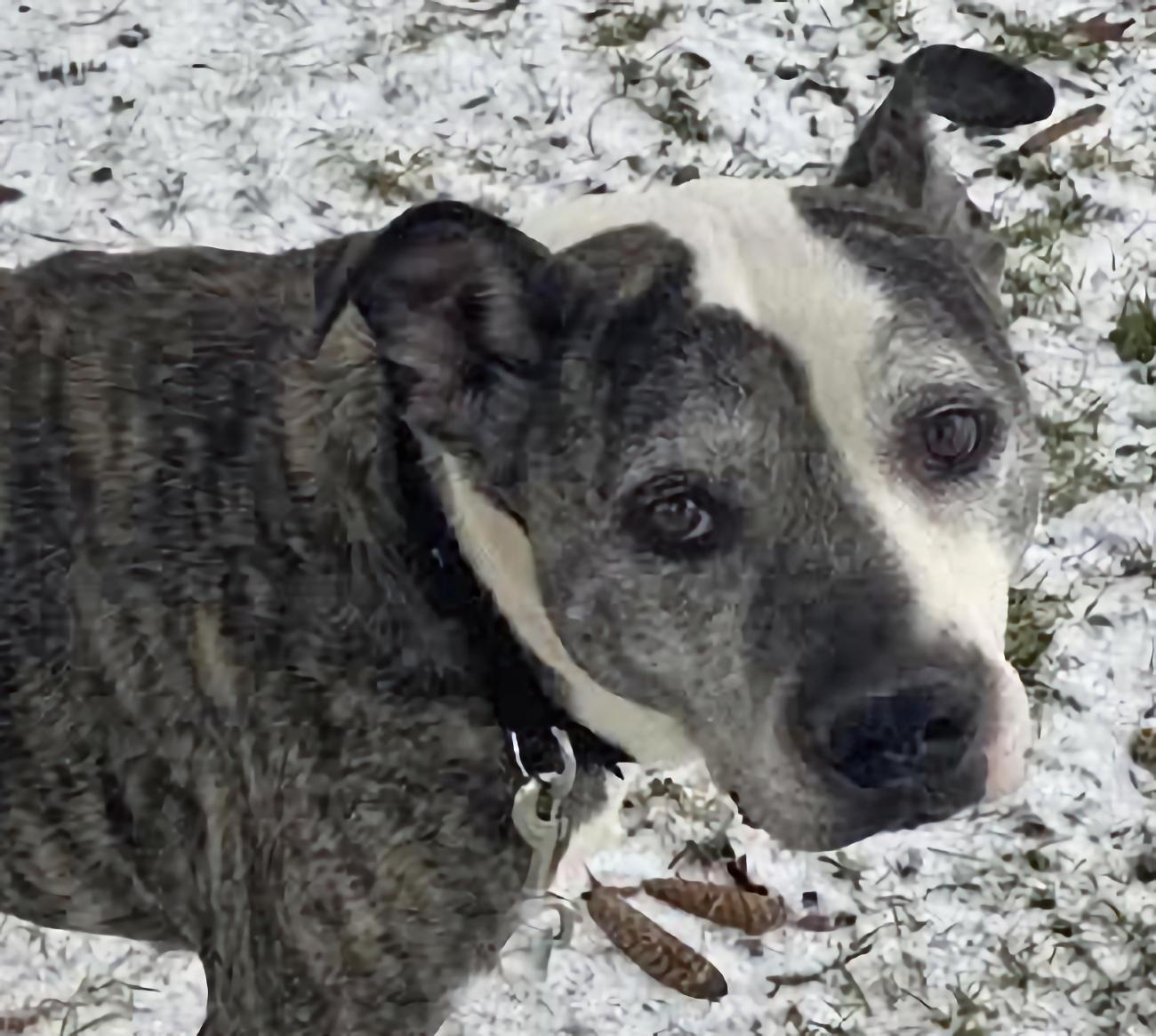 Enlarge Gracie, a ADOPTABLE mixed breed in Euclid, OH image 1/4