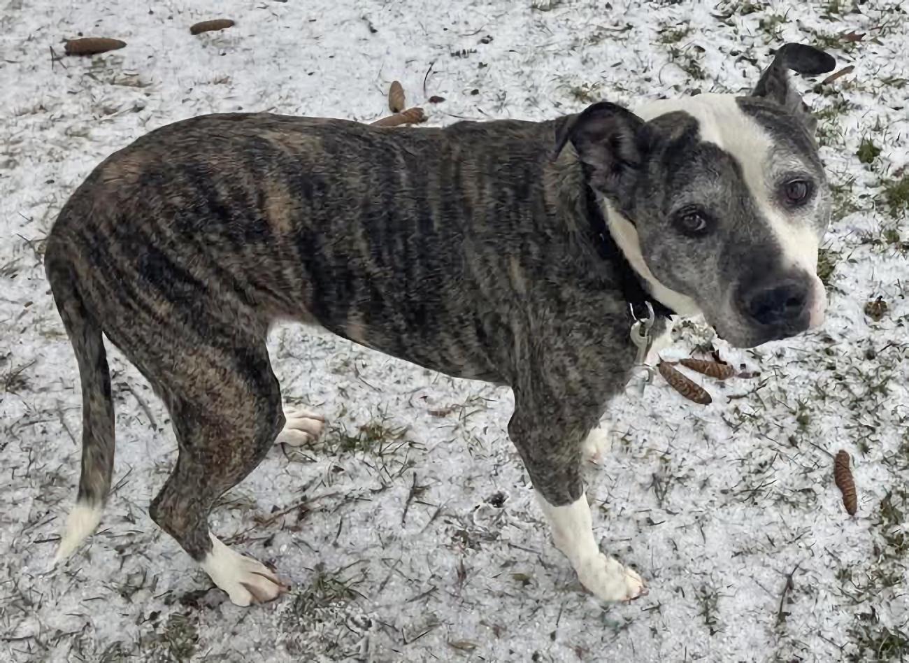 Enlarge Gracie, a ADOPTABLE mixed breed in Euclid, OH image 2/4