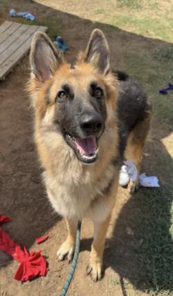 Lily, Adoptable, Young Female German Shepherd Dog.