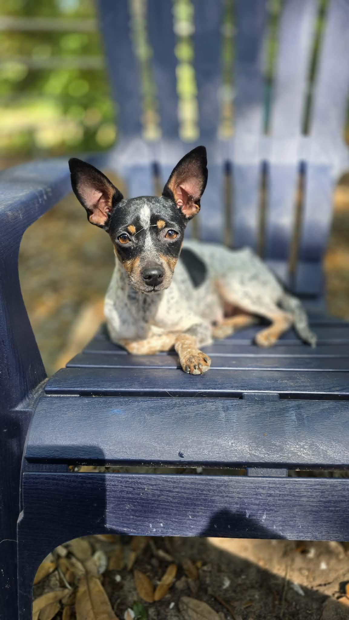 Jellybean, adopted, Adult Female Rat Terrier.