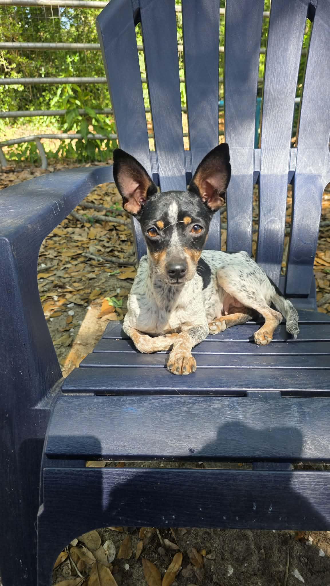Enlarge Jellybean, an adopted mixed breed in Milton, FL image 4/4