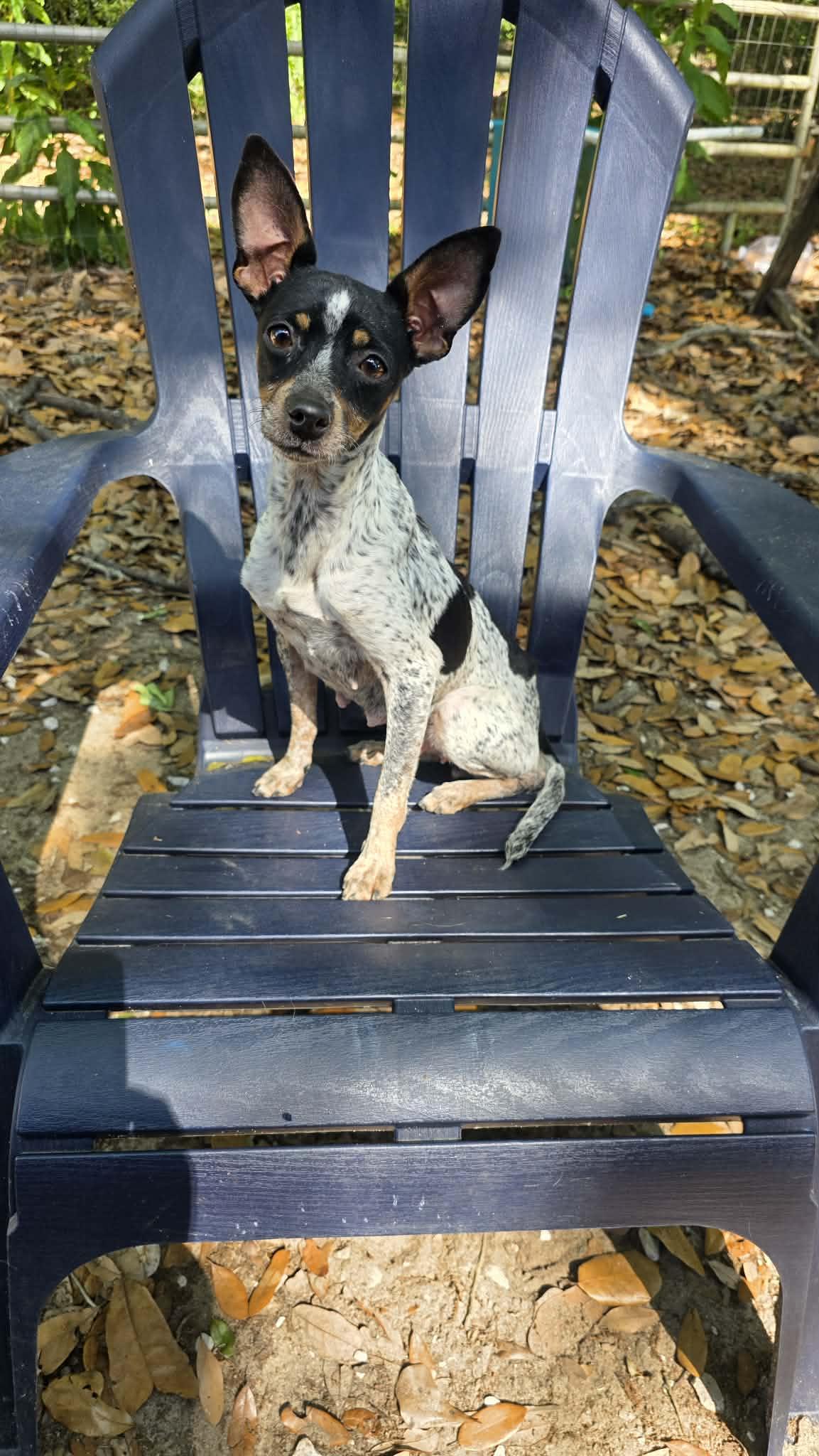 Enlarge Jellybean, an adopted mixed breed in Milton, FL image 2/4