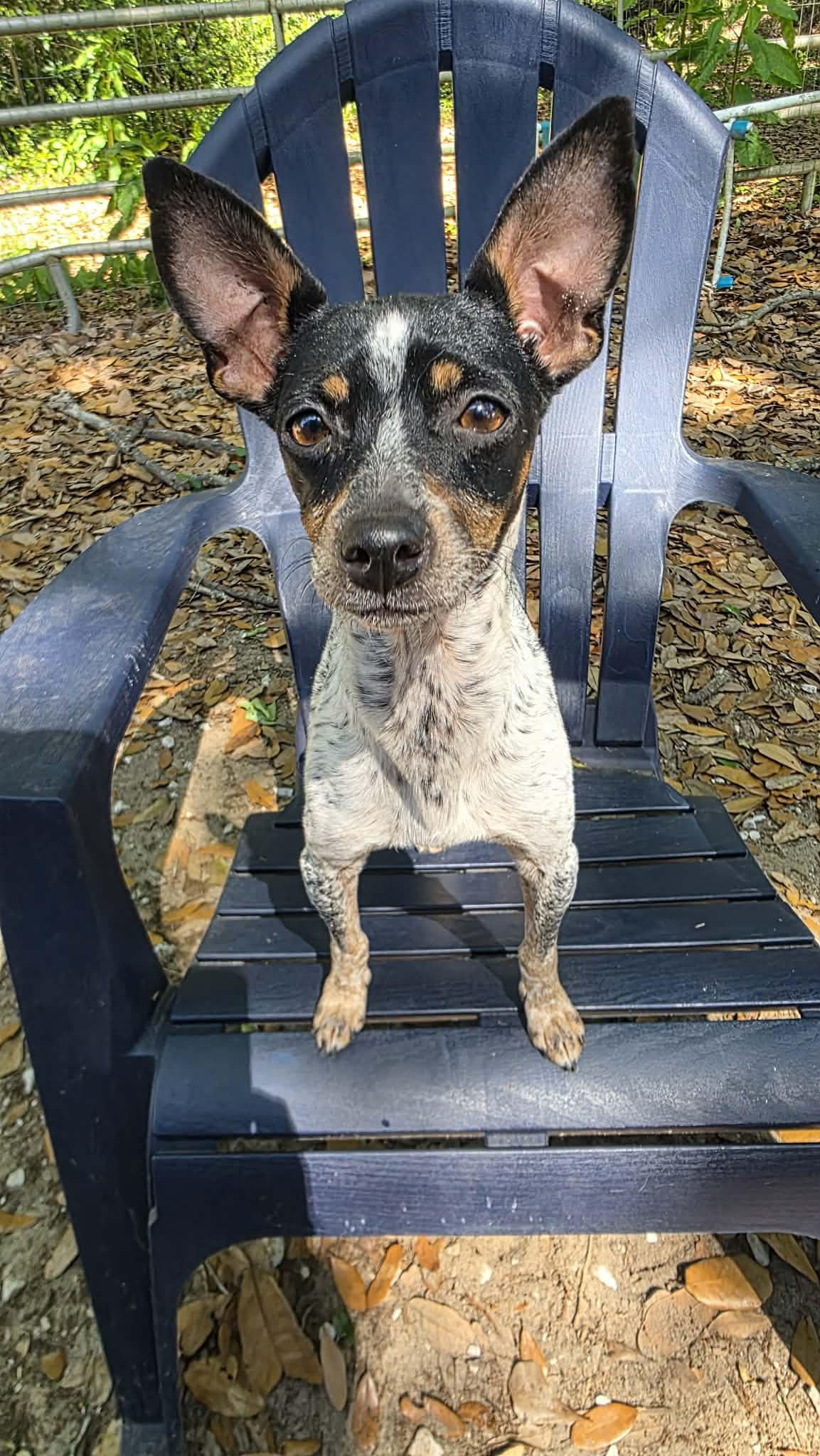 Enlarge Jellybean, an adopted mixed breed in Milton, FL image 3/4