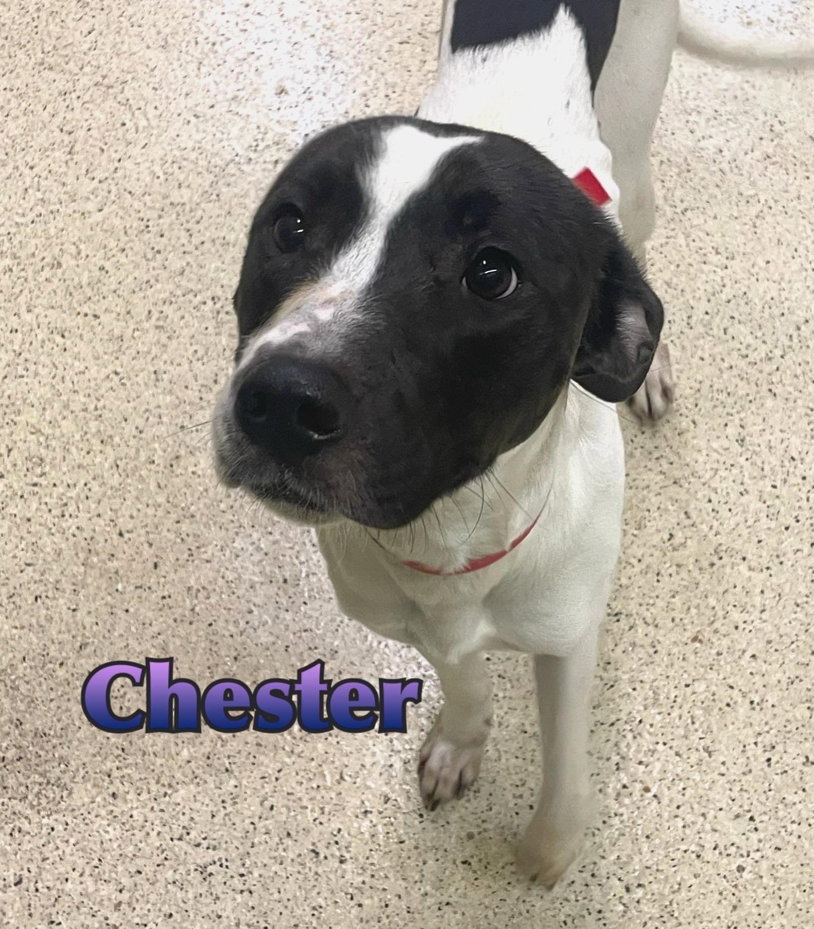 Chester — thumbnail 2