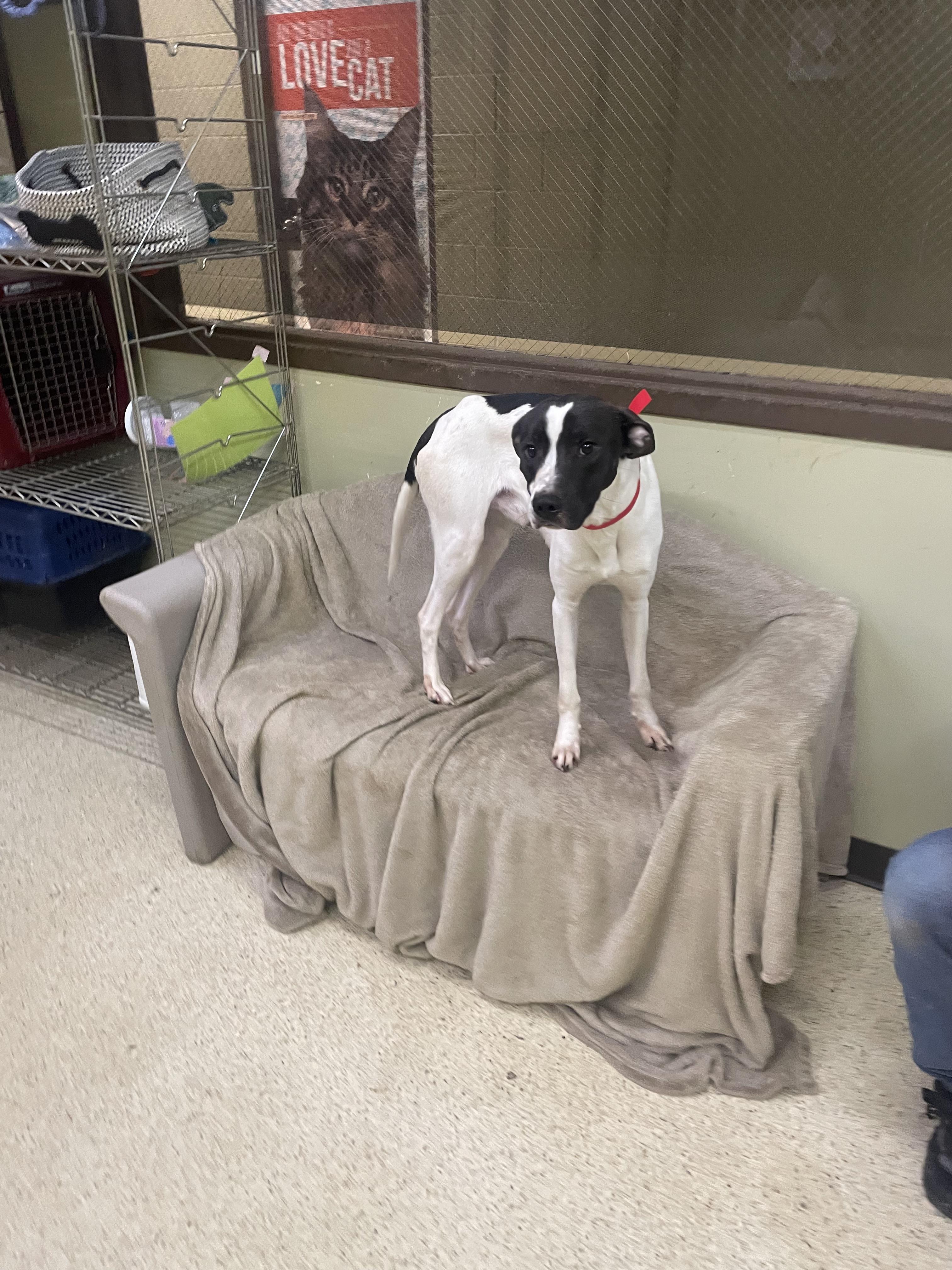 Chester — thumbnail 3