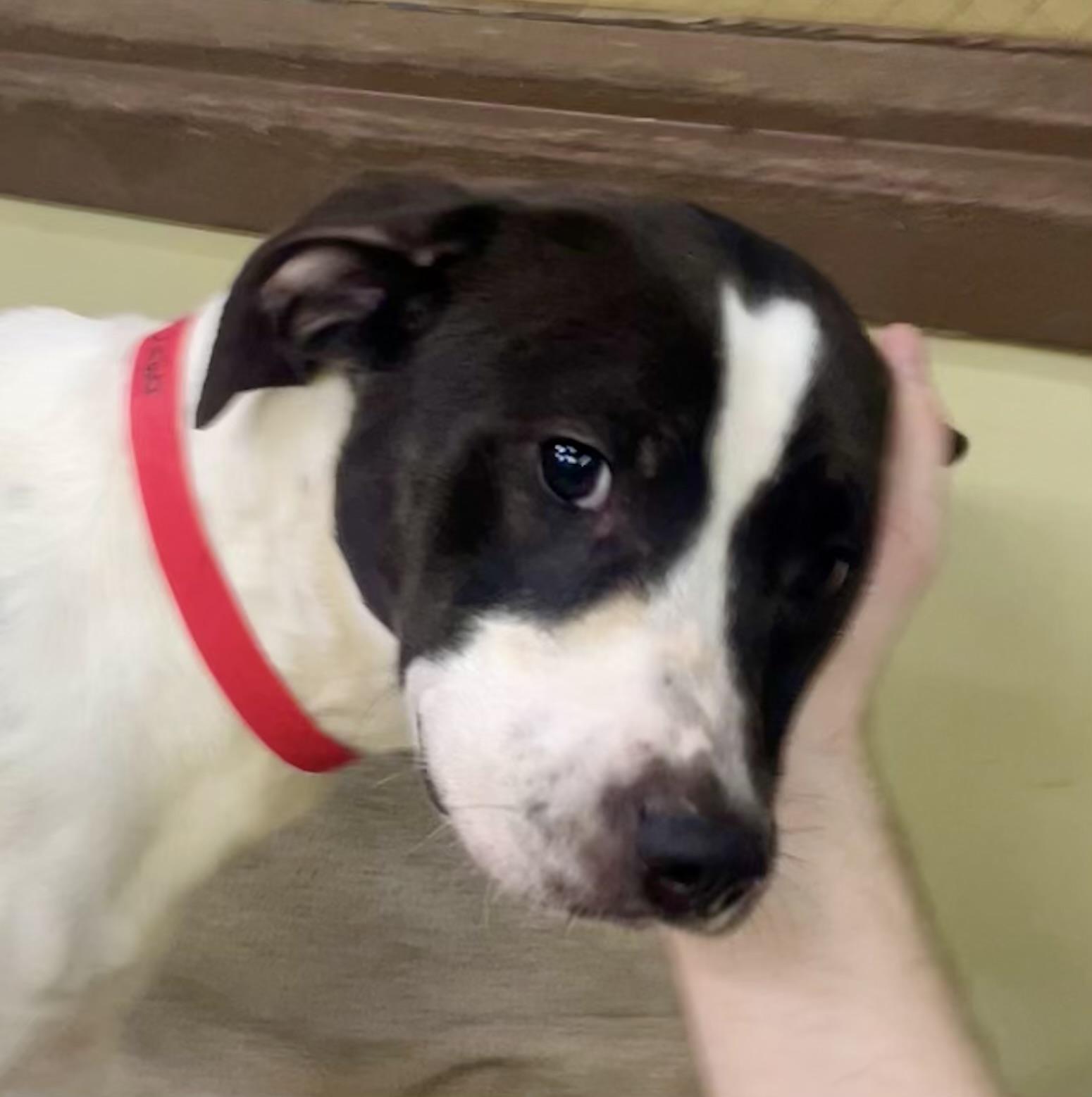 Chester — thumbnail 4