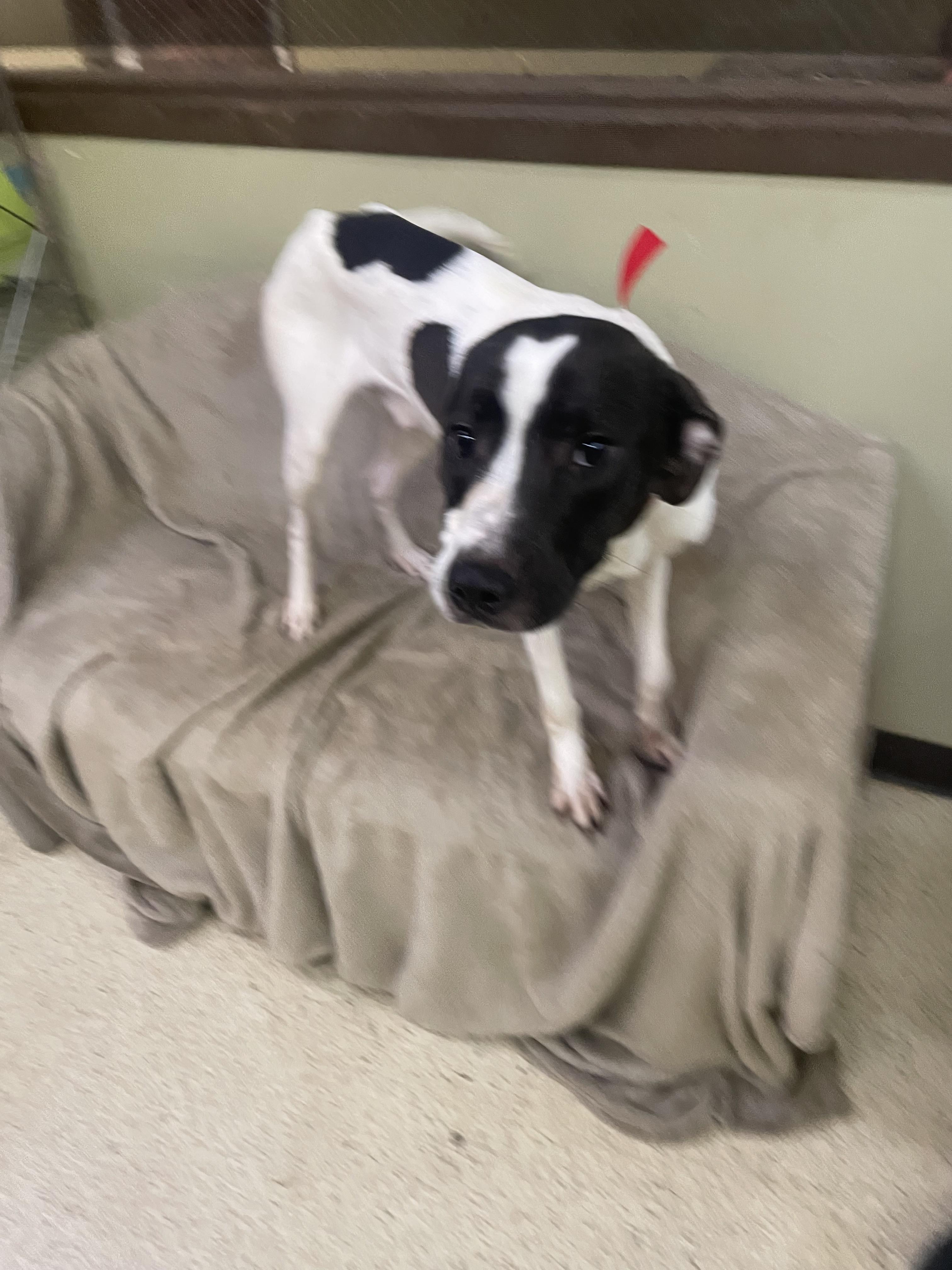 Chester — thumbnail 5