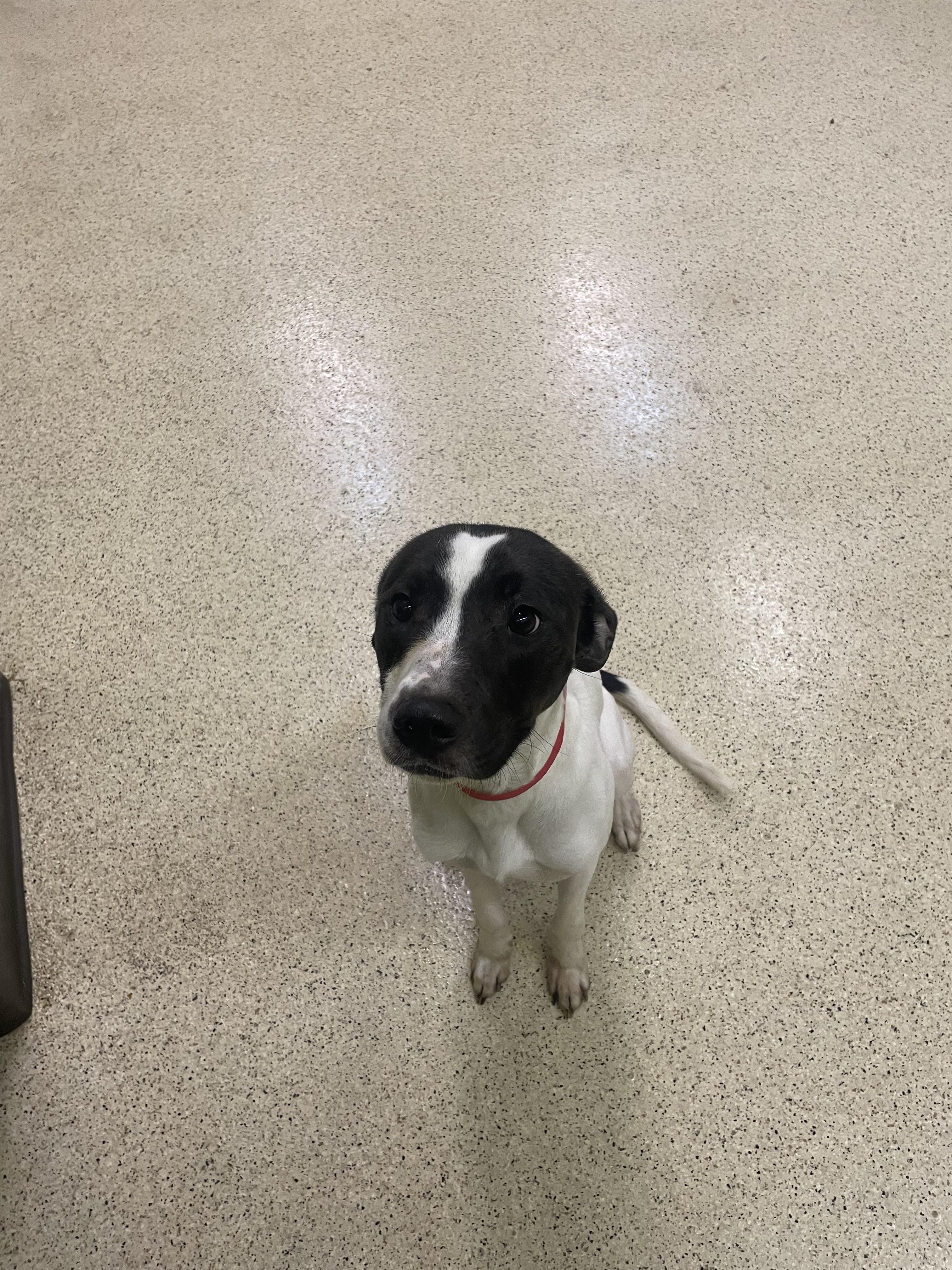 Chester — thumbnail 6