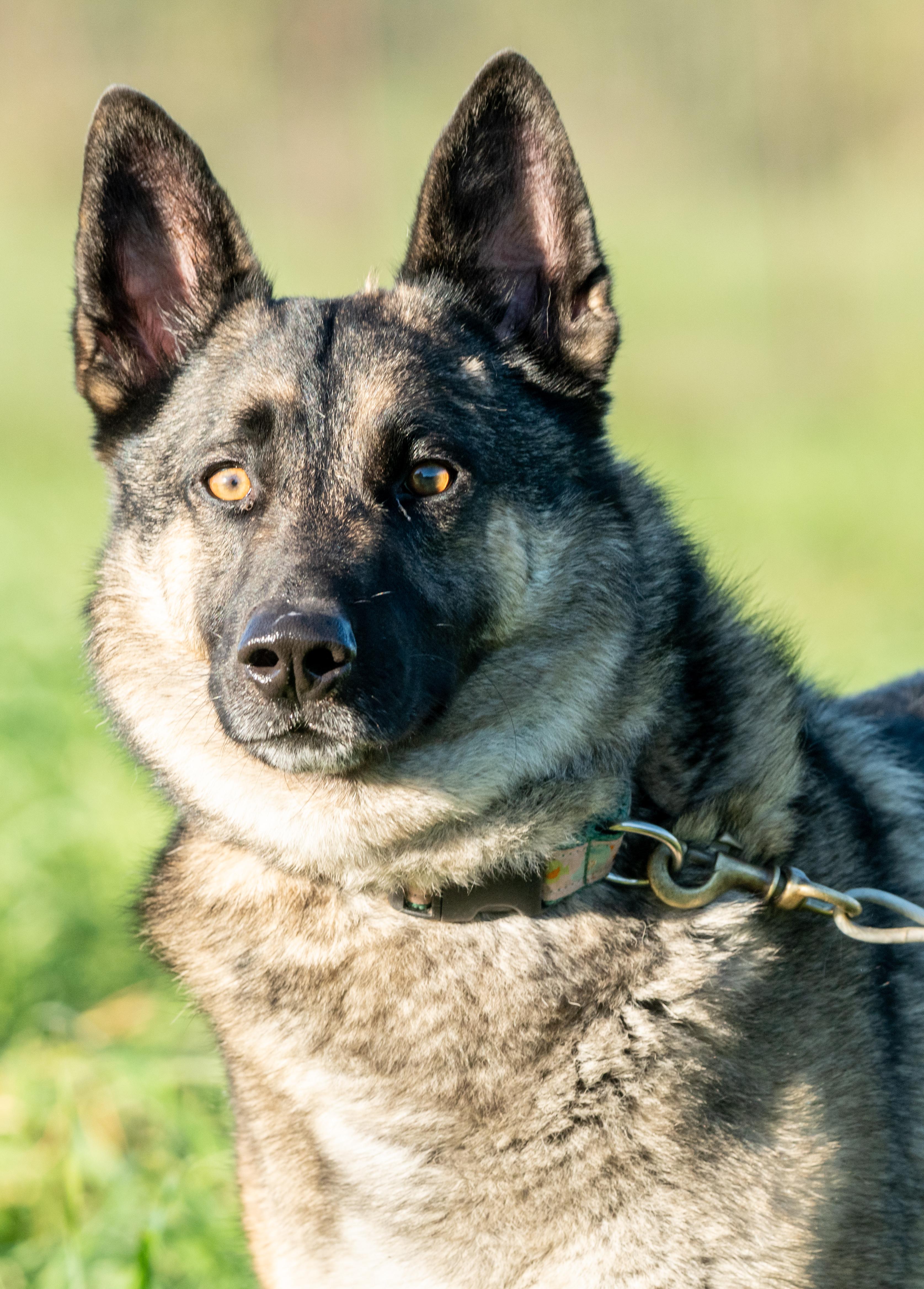 Colt, Adoptable, Adult Male Norwegian Elkhound & German Shepherd Dog.