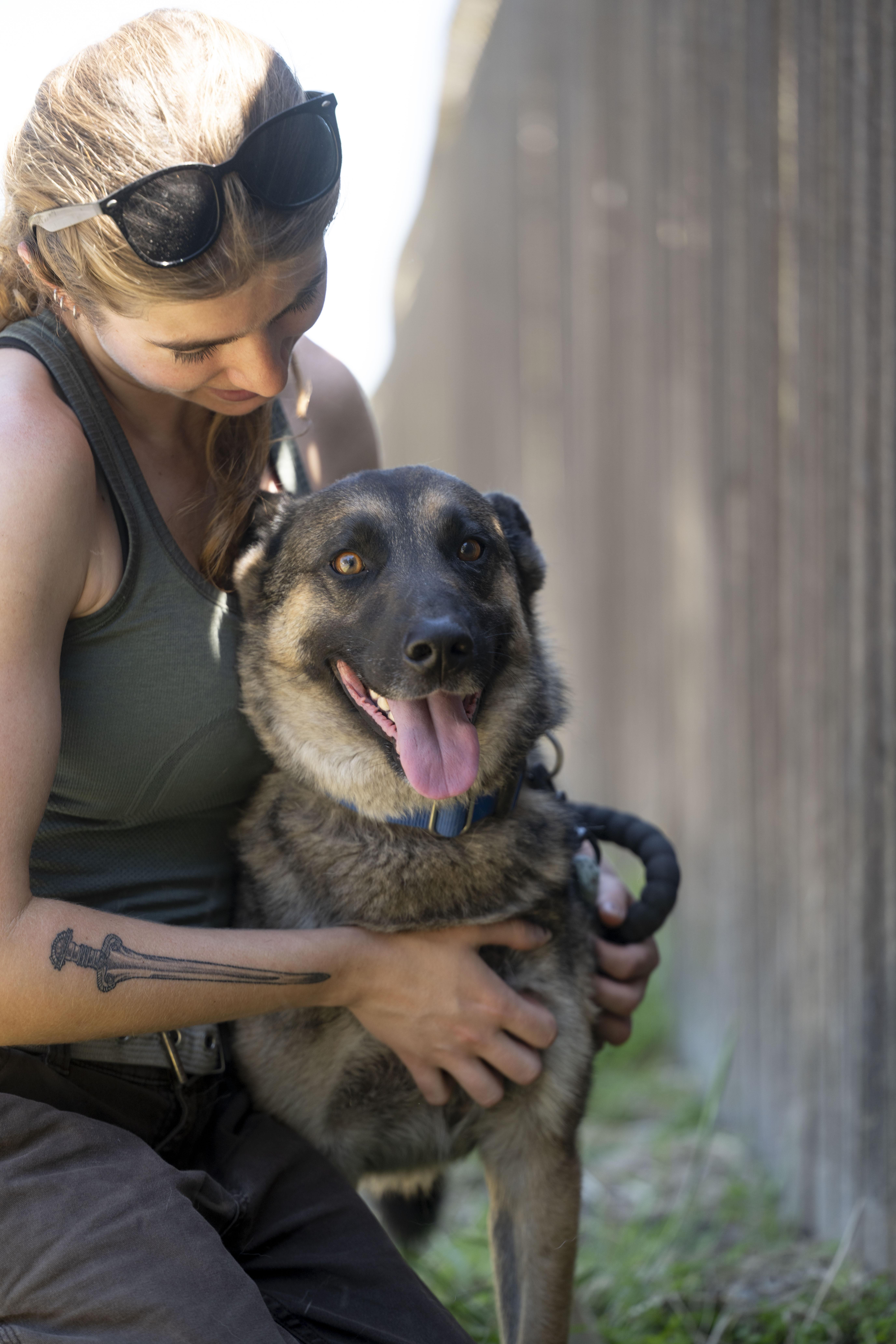 Colt, a Adoptable mixed breed in Petaluma, CA image 5/6