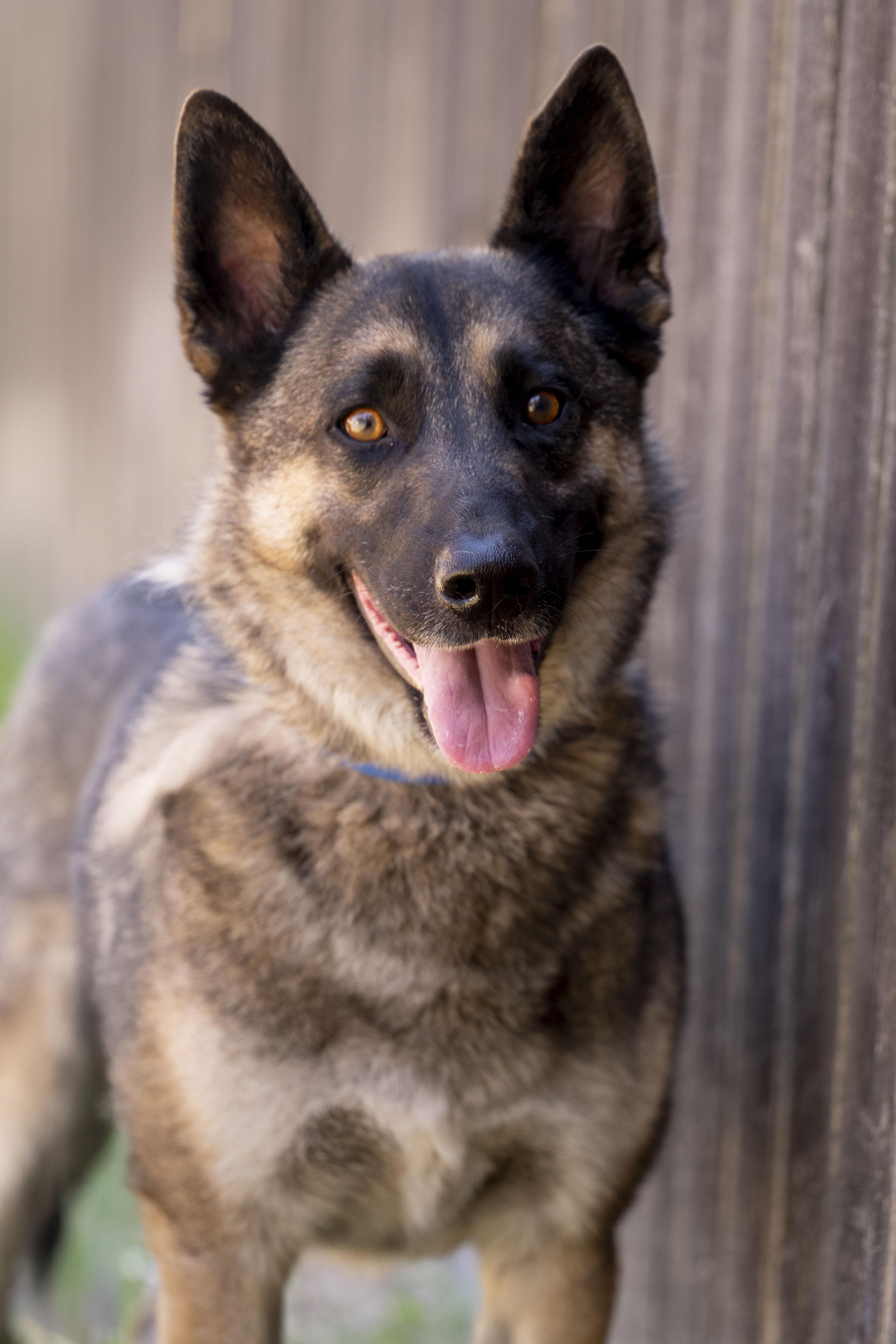 Colt, a Adoptable mixed breed in Petaluma, CA image 3/6
