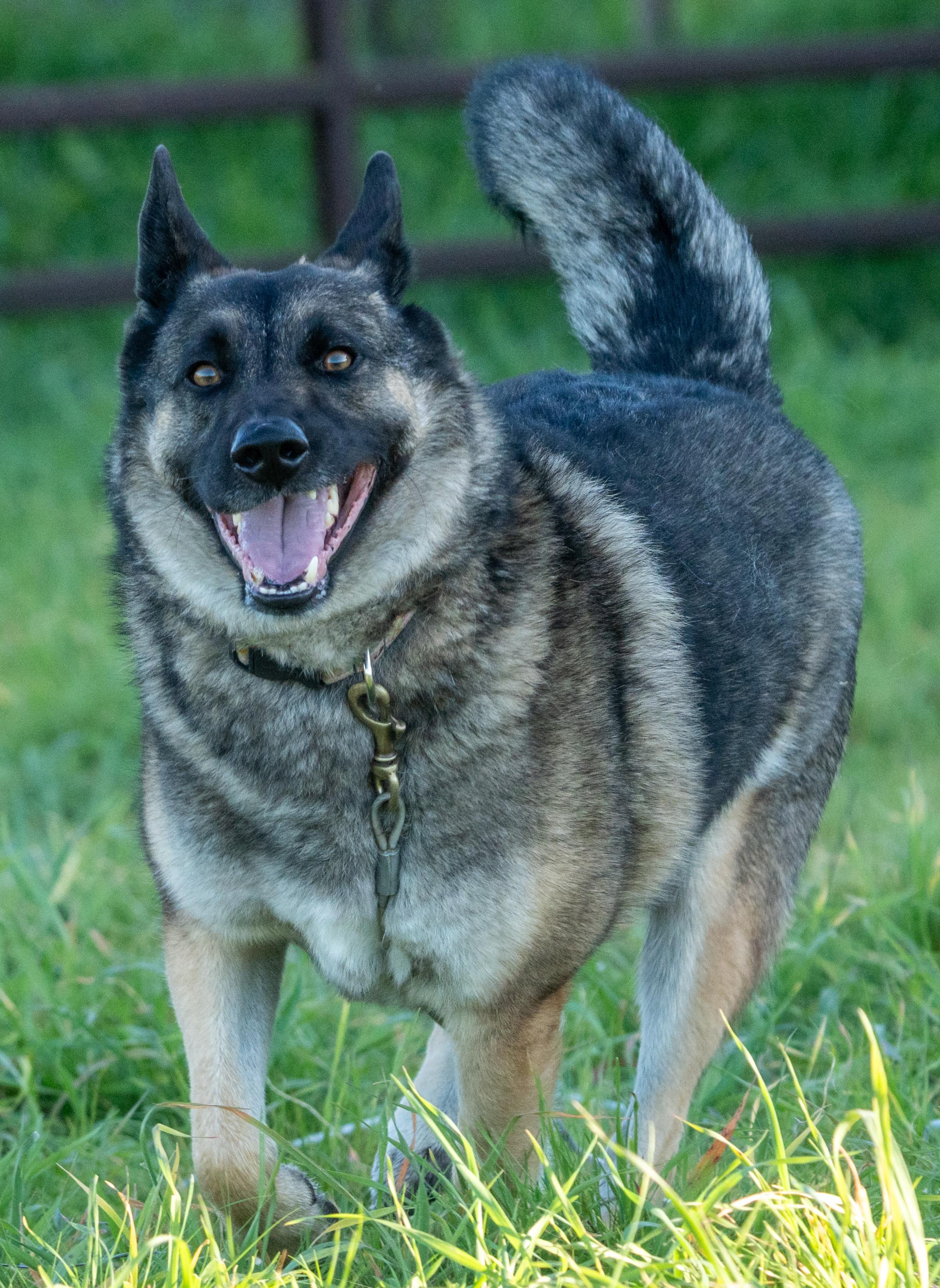 Colt, a Adoptable mixed breed in Petaluma, CA image 4/6