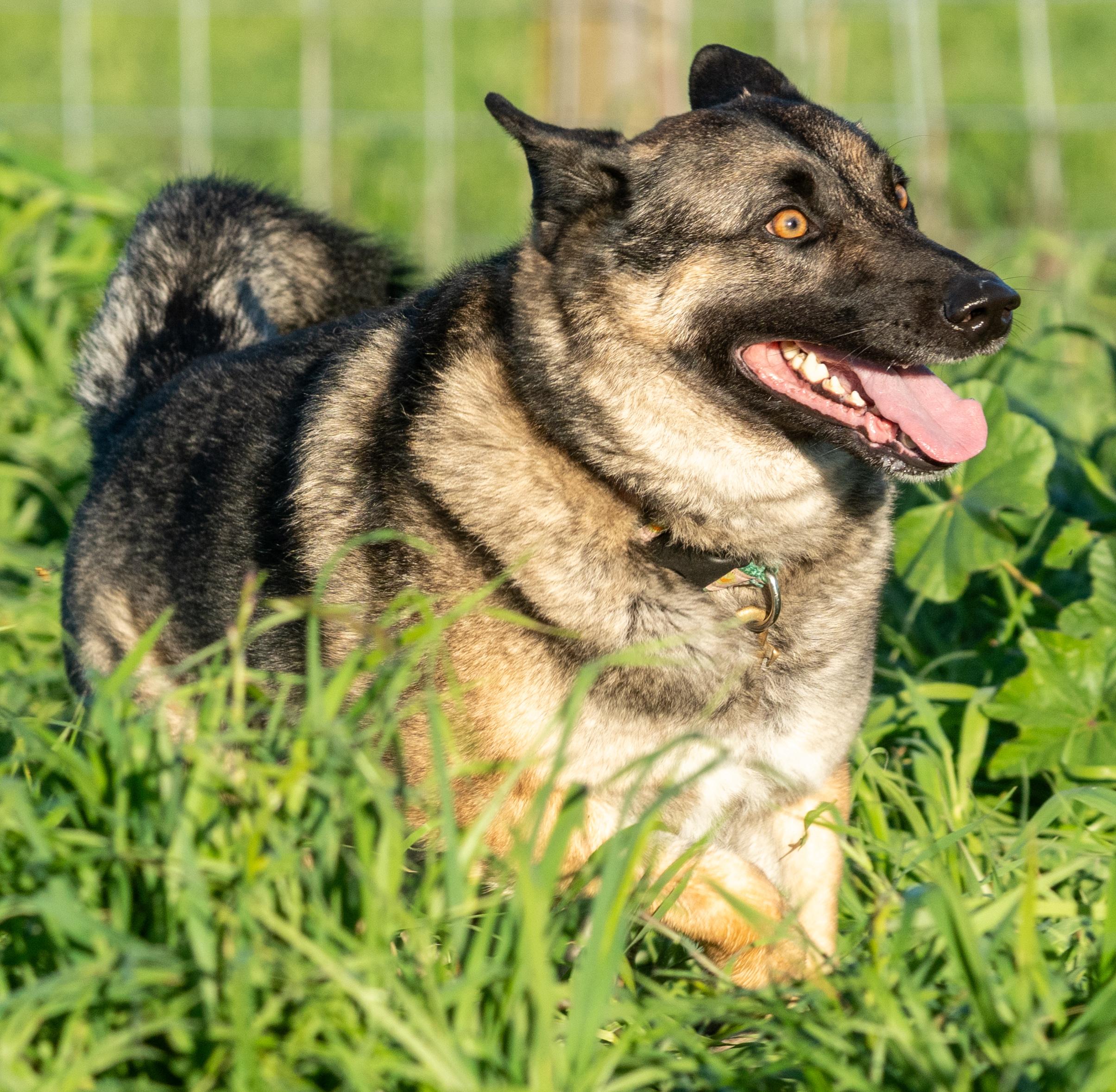 Colt, a Adoptable mixed breed in Petaluma, CA image 3/6