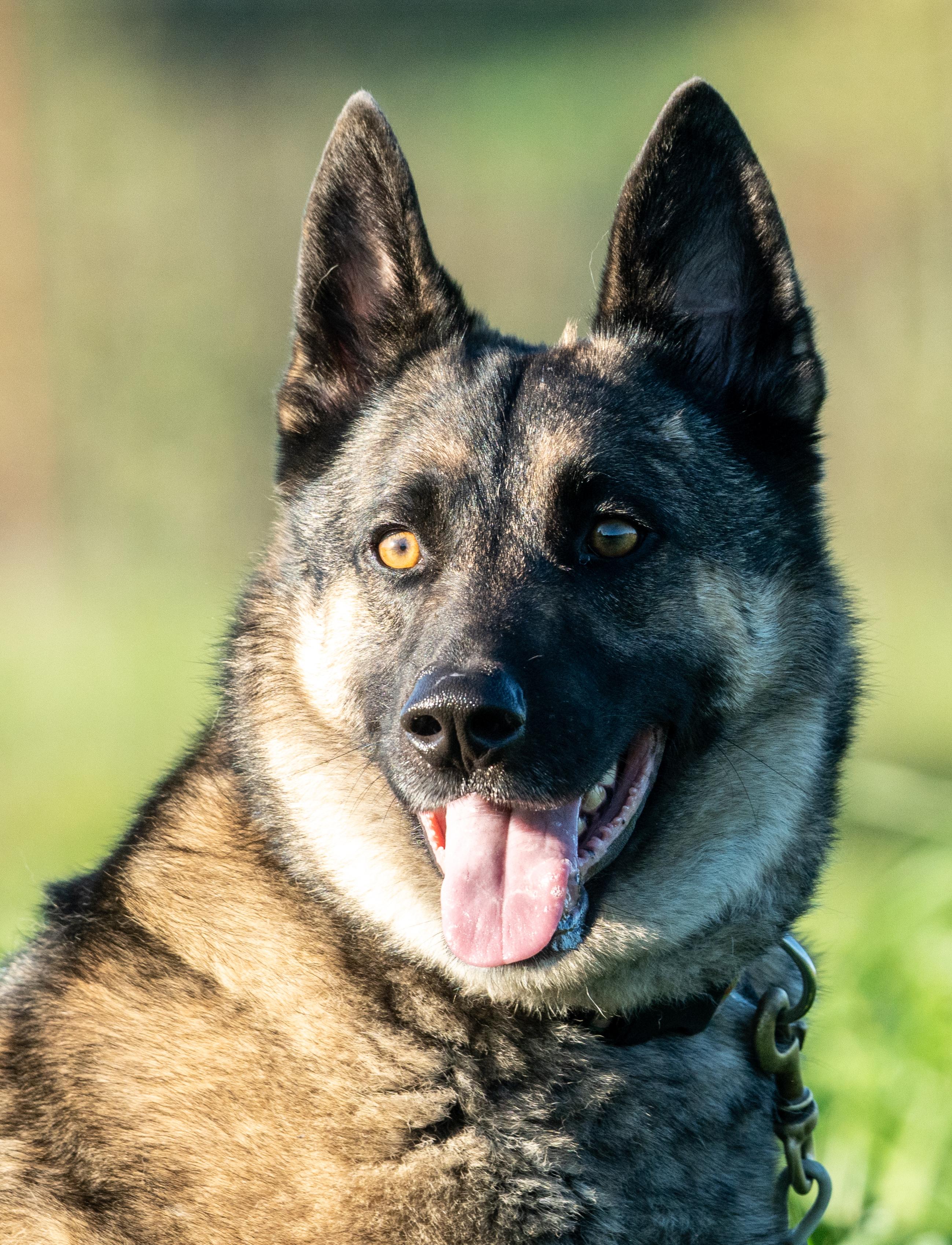 Colt, a Adoptable mixed breed in Petaluma, CA image 6/6