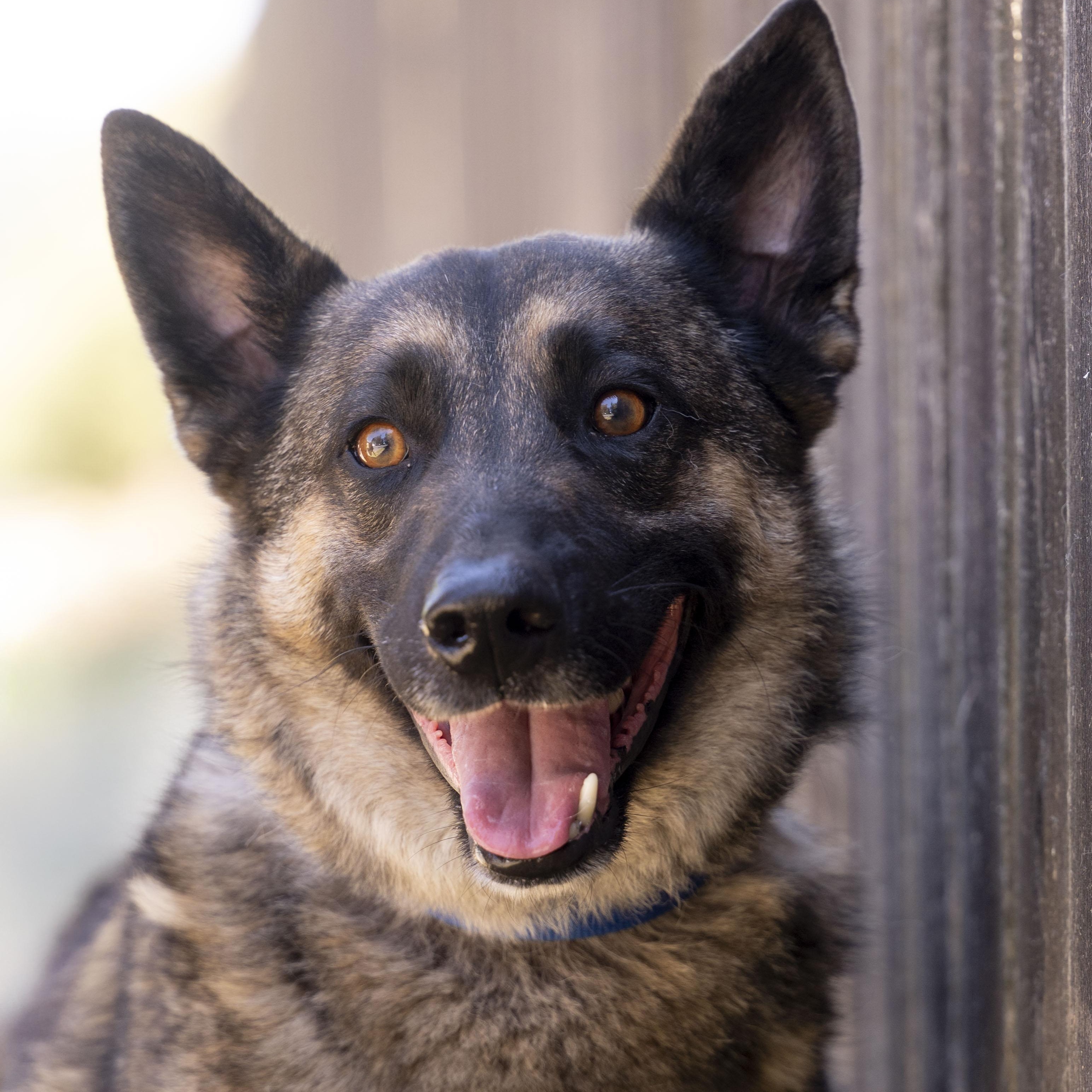 Colt, Adoptable, Adult Male Norwegian Elkhound & German Shepherd Dog.