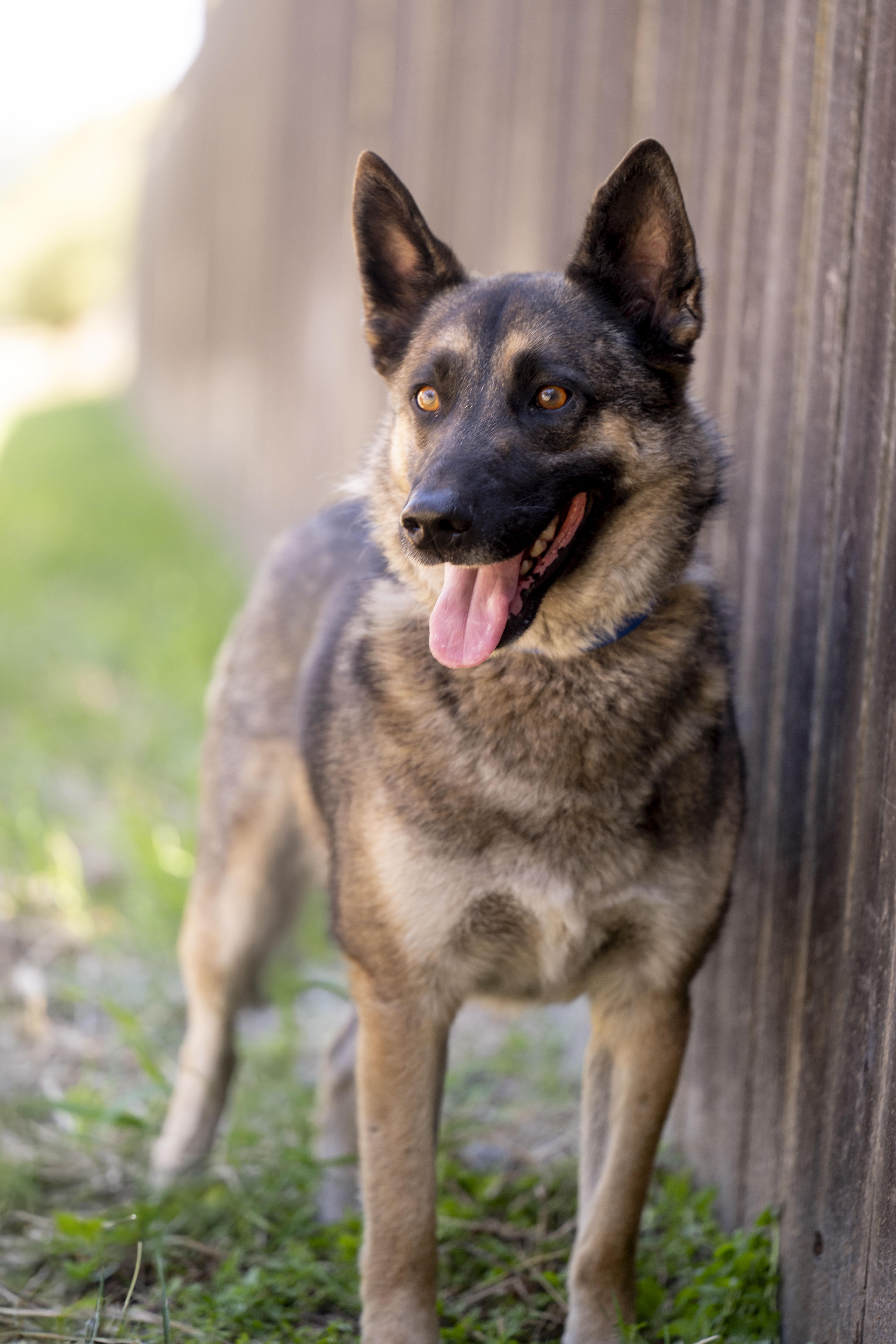 Colt, a Adoptable mixed breed in Petaluma, CA image 2/6