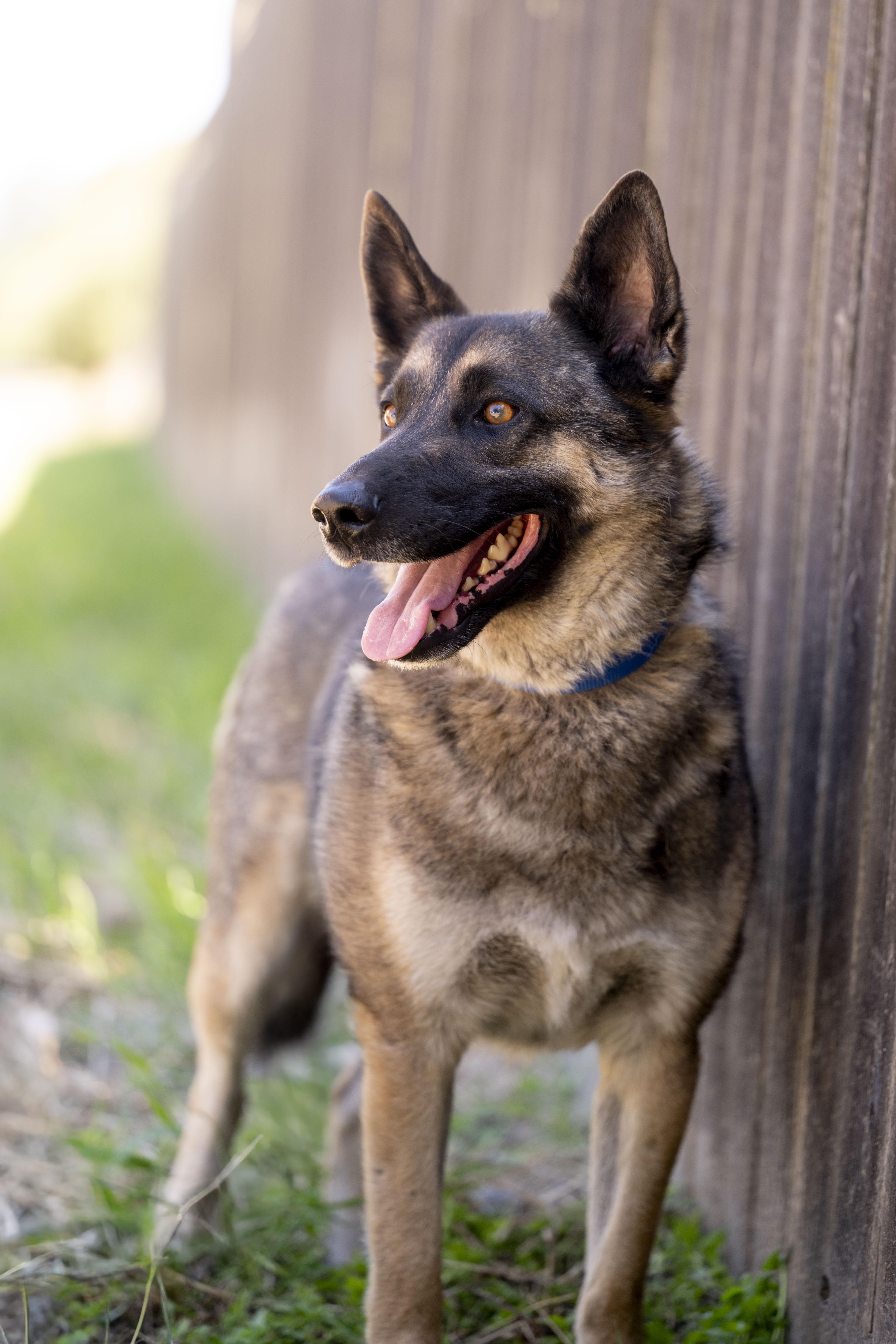 Colt, a Adoptable mixed breed in Petaluma, CA image 4/6