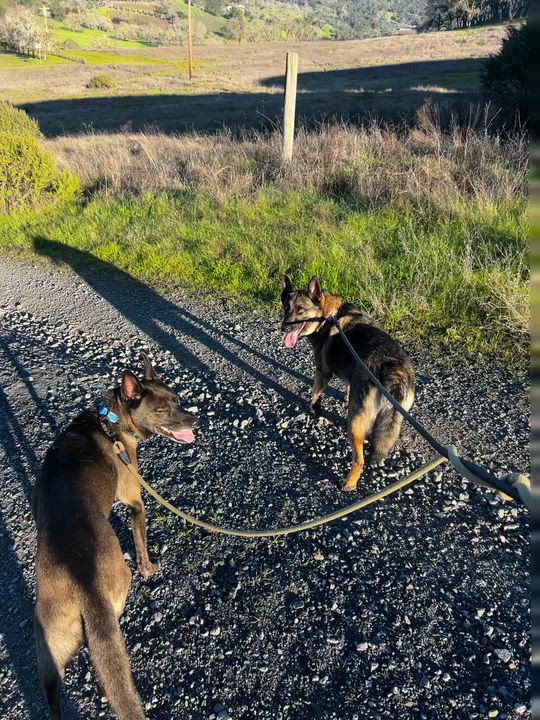 Enlarge Colt, a Adoptable mixed breed in Petaluma, CA video 5/6