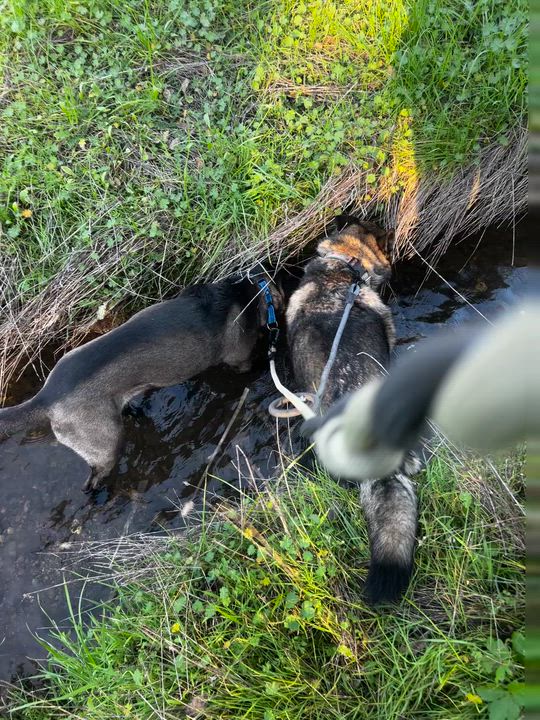 Enlarge Colt, a Adoptable mixed breed in Petaluma, CA video 2/6