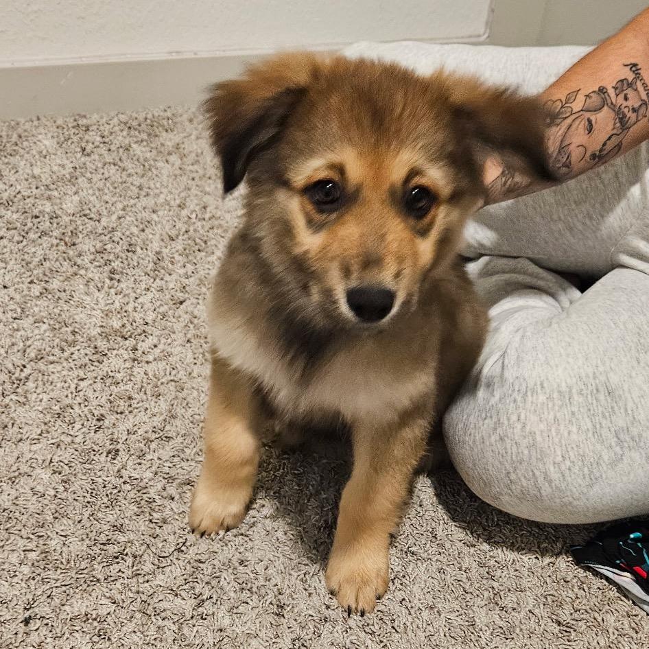 Bear, Adoptable, Puppy Male Mixed Breed.