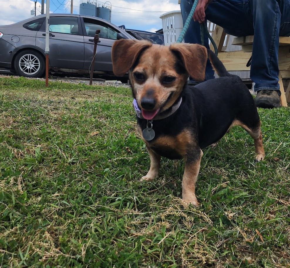 Cleo 131-26, a ADOPTABLE Mixed Breed in Cambridge, OH image 1/5