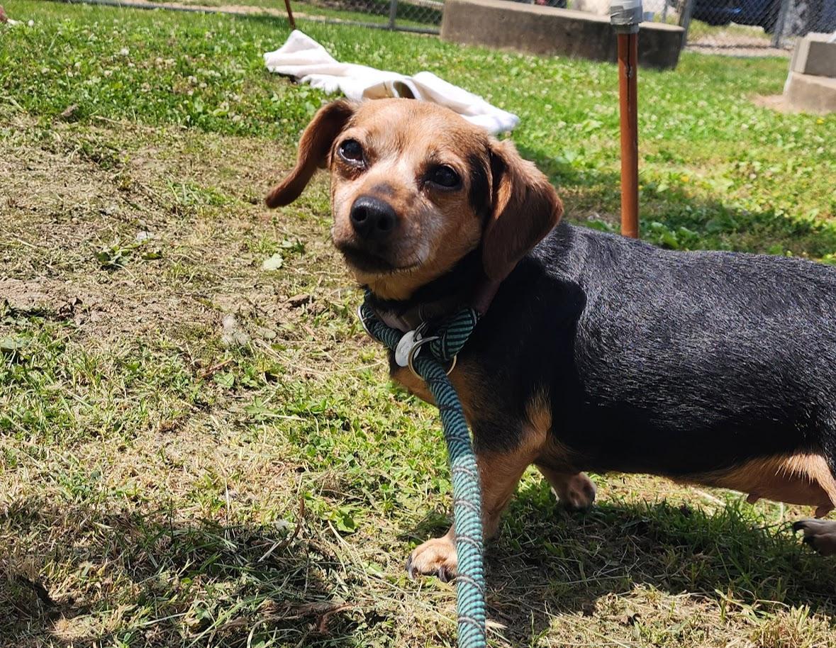 Cleo 131-26, a ADOPTABLE Mixed Breed in Cambridge, OH image 4/5